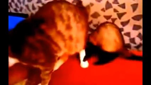 Хорёк приставалка. Ржака! смотреть онлайн