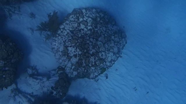 зелёная мурена green moray Gymnothorax funebris смотреть онлайн