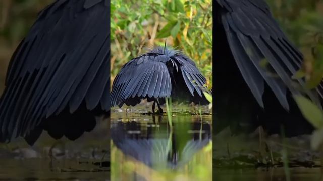 ...чёрная цапля...) смотреть онлайн