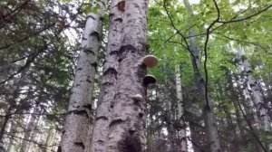 ГРИБ ТРУТОВИК?