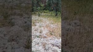 🌾Магические травы для любви🌾✨