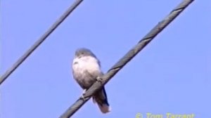 Black-faced Woodswallow (Artamus cinereus)