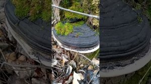 ТРУТОВИК НАСТОЯЩИЙ.Fomes fomentarius.