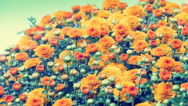 Unveiling the Anthurium Foliage: Exquisite Beauty exotic Multicolors #SousaFamilyGarden смотреть онлайн