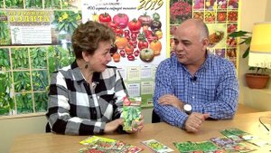 Выращиваем томаты на балконе Балконные сорта