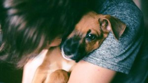 Девочка подобрала щенка в парке аттракционов. Но собачка своим поведением не угодила семье