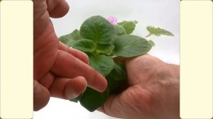 Кокос и хлороз фиалки