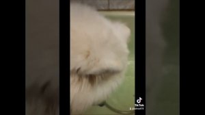 Мой рецепт шампуни для собак