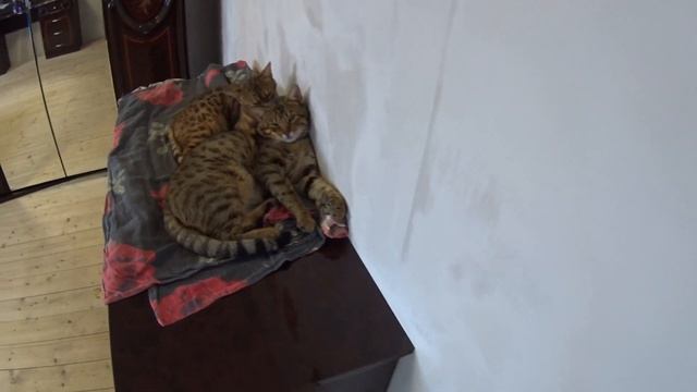 Бенгальские кошки