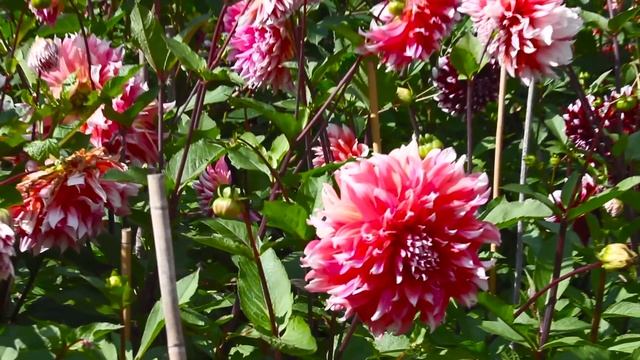 георгины смотреть онлайн