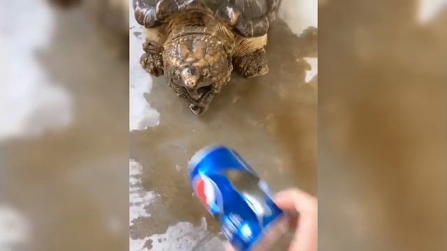 ЧТО БУДЕТ ЕСЛИ БРОСИТЬ ТЕЛЕФОН ЩЁЛКАЮЩЕЙ ЧЕРЕПАХЕ? смотреть онлайн