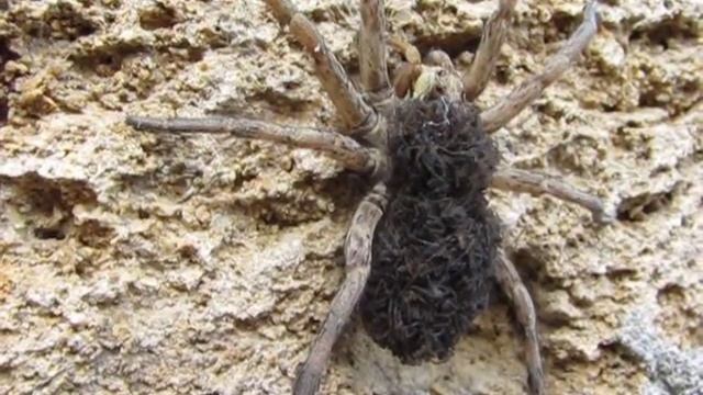 Пауки - Тарантул смотреть онлайн