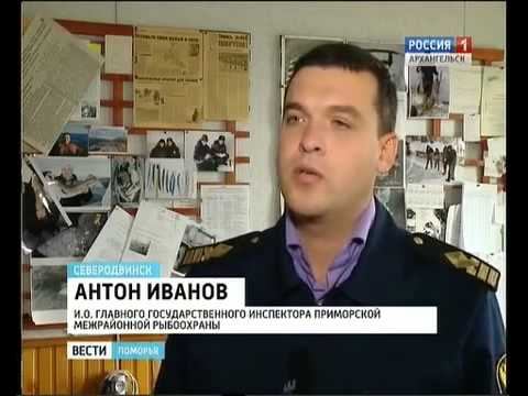 На Солзе продолжают вылавливать горбушу варварским способом
