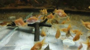 #Аквариум#Кормим золотых рыбок#