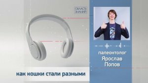 Как кошки стали разными? Лекции палеонтолога Ярослава Попова