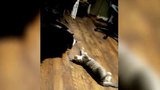 Нереально смешная любовь кошки и собаки