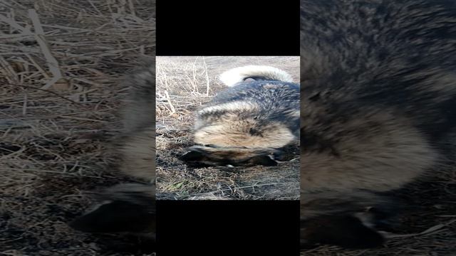 Хаски в деле