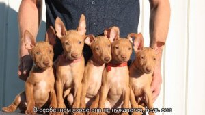 Фараонова собака: египетский анибус, описание породы