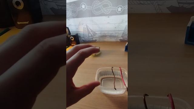 Как посадить манго в домашних условиях ? смотреть онлайн