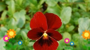 Виола рогатая Рубин. Краткий обзор, описание характеристик, где купить viola rubin Rubin