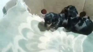 Щенки таксы 1,5 месяца