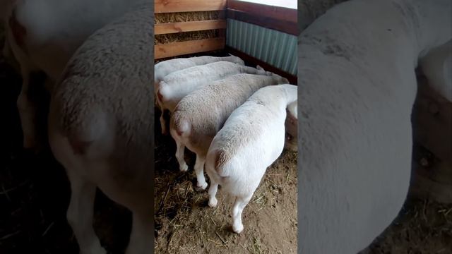 Кормушки для овец на Домашней Ферме Белых Дорперов / Sheep Feeders on the Home Farm of White Dorper