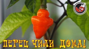 Выращиваем чили дома: отчет по перцам