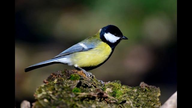 Акция по сохранению леса «BirdHouse» («Домик для птичек») смотреть онлайн