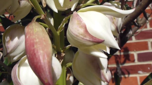 Yucca - Plant blossom - Júkka - Risajúkka - Pálmalilja - Skrautplanta - Stássjurtir смотреть онлайн