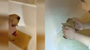 Как купать морскую свинку