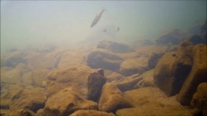 КАК КЛЮЕТ РЕЧНАЯ РЫБА