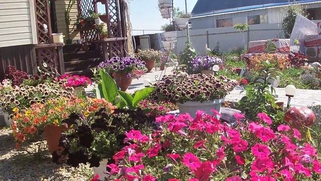 Чем отличается петуния семенная от вегетативной.