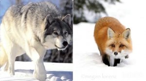 "Как животные готовятся к зиме"