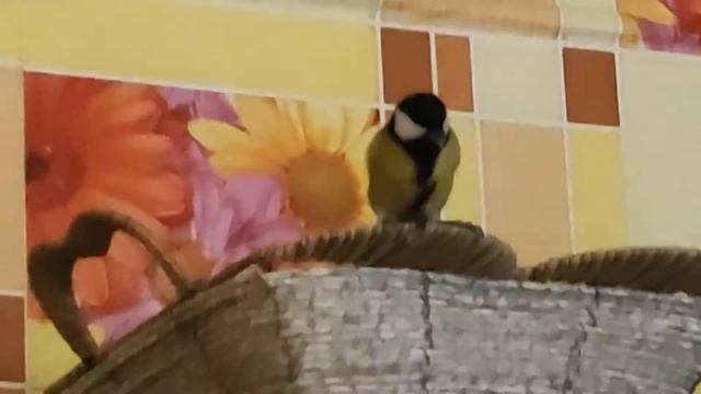 Синичка в гостях смотреть онлайн