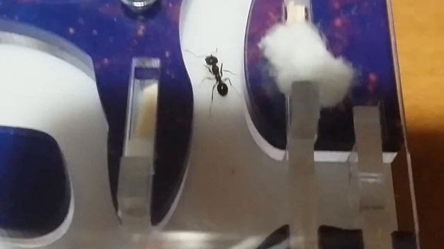 РОДИЛСЯ НОВЫЙ МУРАВЕЙ! ОЧЕРЕДНОЕ ВИДЕО ПРО МУРАВЬЕВ. КАК ПРОЖИВАЮТ МОИ МУРАВЬИ ЖНЕЦЫ. смотреть онлайн