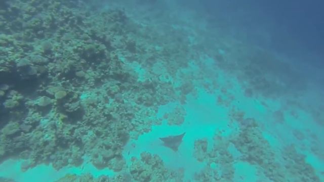 Eagle ray