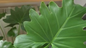 В ГОСТЯХ у Екатерины / Обзор КОЛЛЕКЦИИ РАСТЕНИЙ