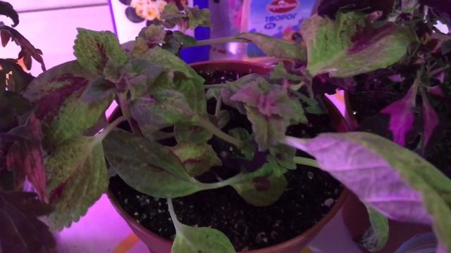 ??Колеусы вегетативные из черенков?? смотреть онлайн