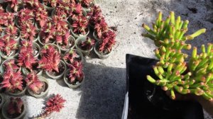 Crassula Capitella Thyrsiflora || Cuidados y Propagación