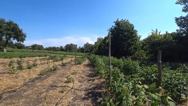 Как правильно обрезать ремонтантную малину осенью. смотреть онлайн