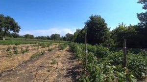 Как правильно обрезать ремонтантную малину осенью.