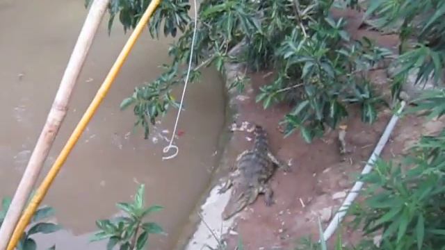 Вьетнам. Рыбалка на крокодилов. смотреть онлайн