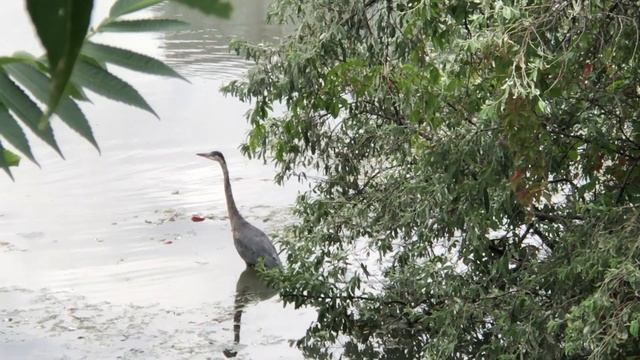 Голубая Цапля у озера Онтарио охотится за добычей  или всё-таки позирует перед камерой.? (Часть 2), смотреть онлайн