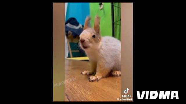 смешные🤣животные🐵🐔🐶🐷