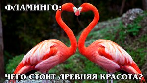 ФЛАМИНГО: Древняя птица с перевернутым ртом любит есть раков | Интересные факты про птиц животных