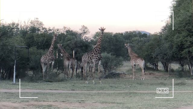 Африка. Животный мир. Как я встретил жирафов? Семья жирафов у дома. смотреть онлайн