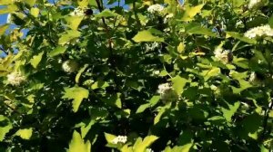 Бронзовка вредитель сада или нет.