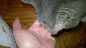 Обзор и распаковка корма Royal Canin Gastro Intestinal Moderate Calorie