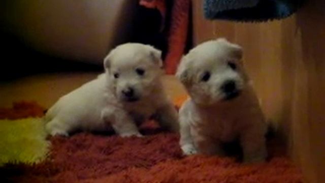 Щенки в 3,5 недели смотреть онлайн