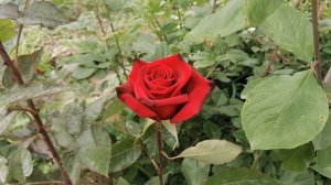 роза чайно-гибридная Гран При